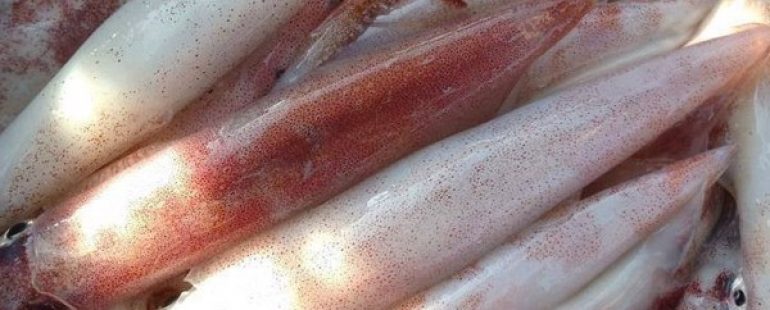 DỊCH VỤ XIN GIẤY PHÉP KIỂM DỊCH NHẬP KHẨU MỰC ĐÔNG LẠNH 